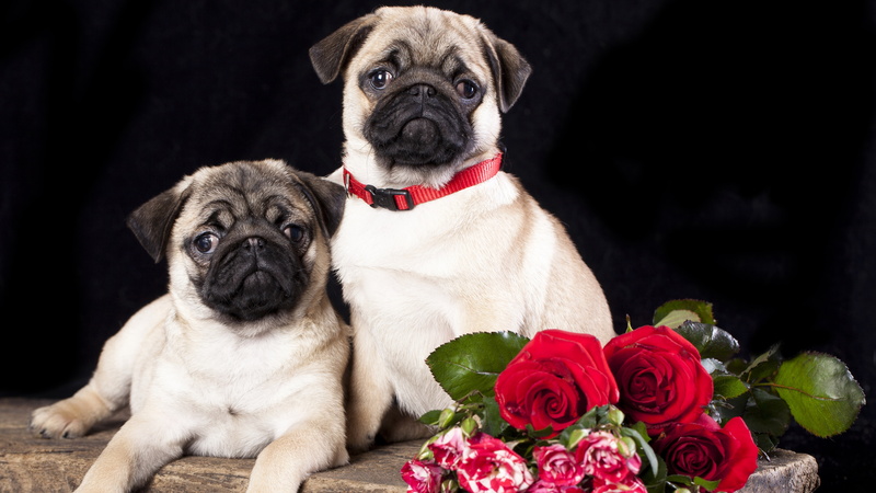 rose, bouquet, no people, 8K, flowering plant, mammal, mops  k, domestic animals, purebred dog, portrait, plant, dog, young animal, lap dog, domestic