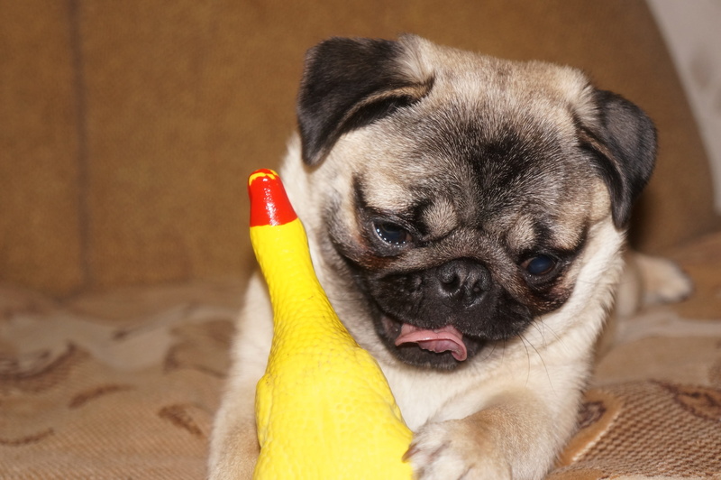 focus on foreground, indoors, purebred dog, animal themes, 4K, domestic animals, domestic, mops, animal head, lap dog, thepug, dog, one animal, puppy