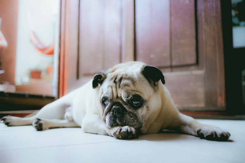 home interior, 5K, mammal, hund, sweet, domestic, one animal, dog, domestic animals, flooring, home, window, canine, puppy, no people, niedlich, focus on foreground