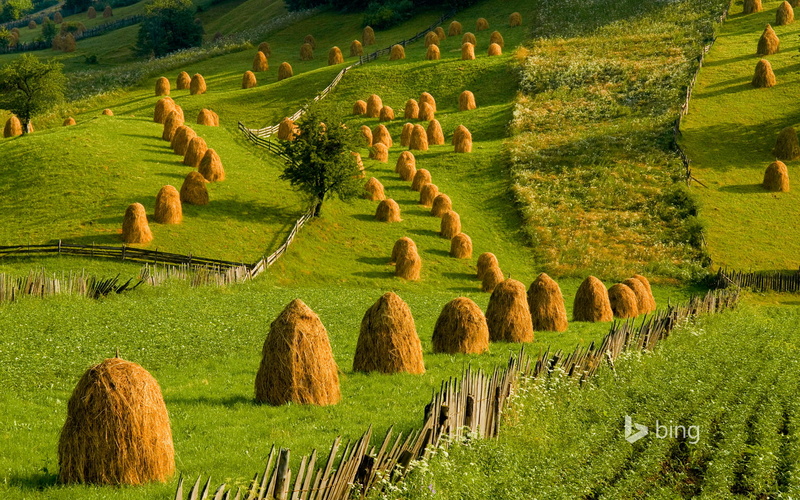 growth, field, hills, tranquil scene, rural scene, no people, landscape, 1080P, hay, tree, MOP, scenics - nature, bale, plant, beauty in nature, green color