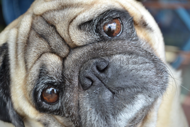 domestic, animal eye, animal nose, mops, eyes, animal body part, cute, vertebrate, regardless of whether the, snout, looking at camera, domestic animals
