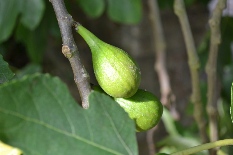 green, garden of eden, healthy eating, close-up, wild fig, no people, wellbeing, fruit, nature, plant part, vegetable, day, Common Fig, beauty in nature