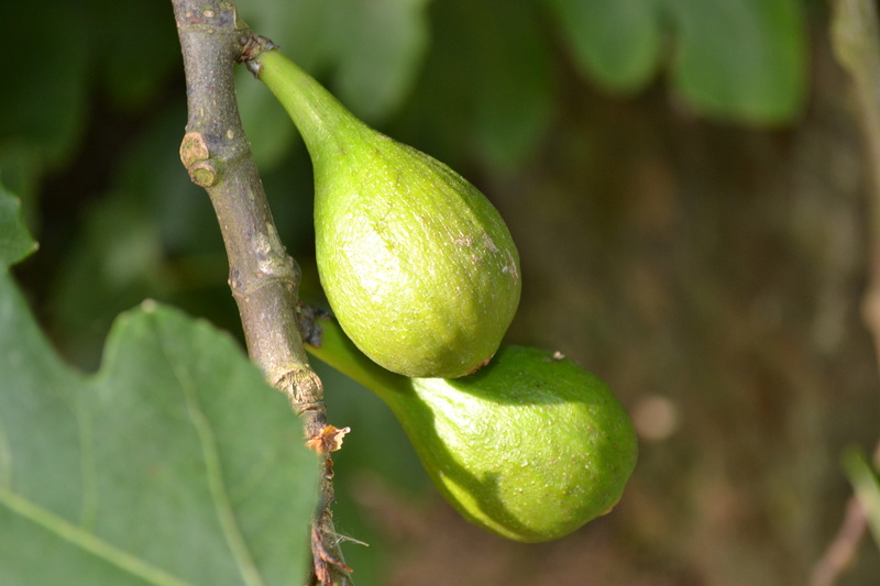 growth, leaf, adam and eve, organic, wild, outdoors, green, tree, fig leaf, agriculture, day, common fig, fruit, nature, garden of eden, plant part, plant