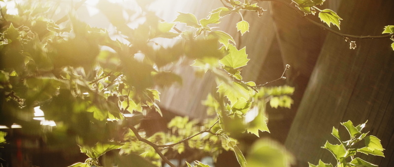 rural scene, tranquility, maple leaf, jay, flare, close-up, eden, insect, oak, leaf, plant part, sunlight, growth, blue jay, nature, plant, day, freshness