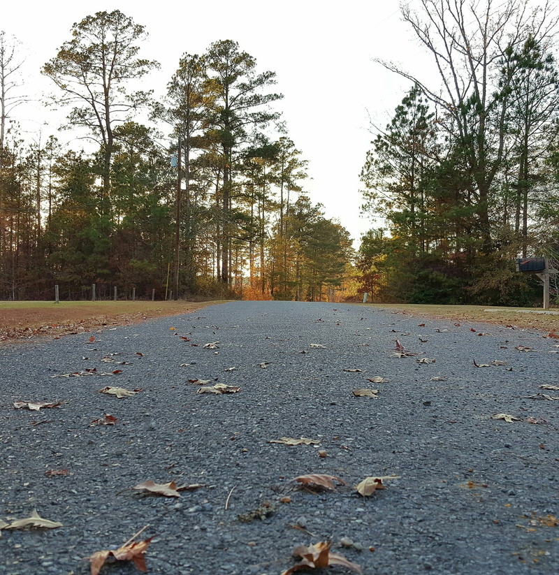 louisiana, sky, forest, the way forward, growth, autumn, falling, gwci, tranquility, journey, nature, transportation, direction, change, greater works church international