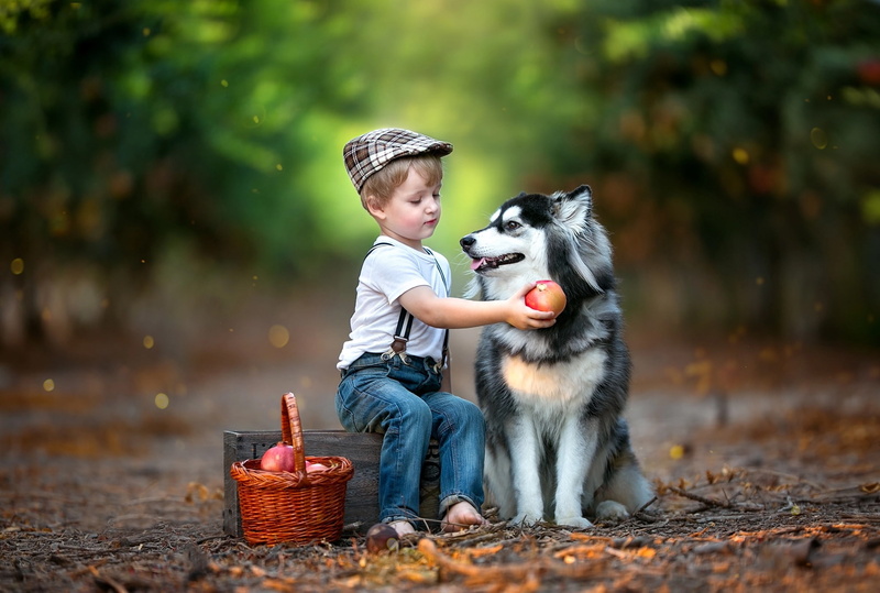 child, bokeh, fruit, box, boy, husky, grenades, dog, animal, basket, 1080P