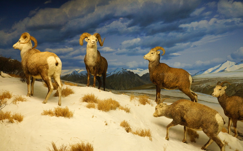 livestock, group of animals, geotagged, herd, California, resolution, natural, herbivorous, vertebrate, hires, bild, December, museum, cloud - sky, animal