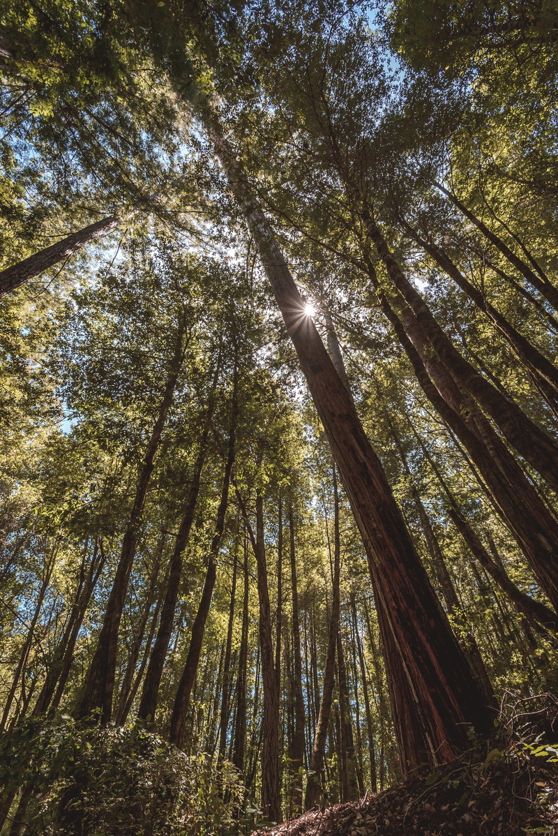 redwoods state park, kalifornien, usa, nature, plant, outdoors, tall - high, tranquil scene, day, forest, boulder creek, tree trunk, cali, tree canopy