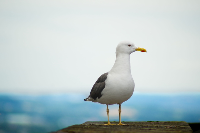 nature, animal wildlife, watching, gray, sea, platform, seagull, no people, copy space, solitude, focus on foreground, day, focus, water, animals in the wild