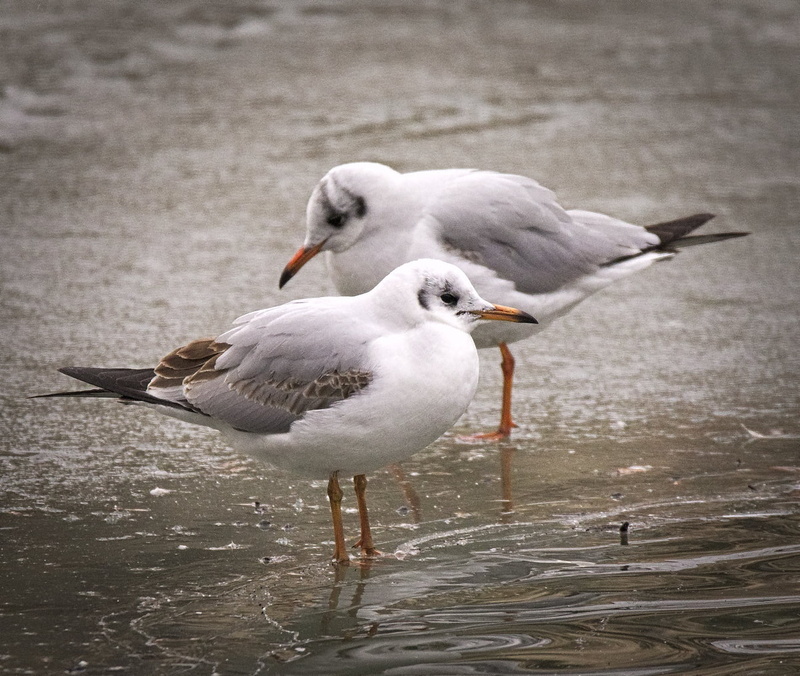 animals In The Wild, Larus ridibundus, 720P, white, animal, birds, Chroicocephalus ridibundus, nature, body, water, gabbiani, Mewa, black, Black-headed gull