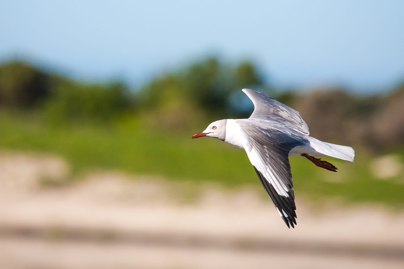 one animal, fly, seagull, wings, no people, flying, side view, feather, on the move, seabird, motion, sea, beak, sky, wildlife, white, outdoors, gull, coast
