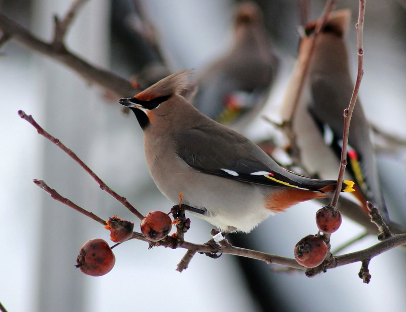 animal, animals in the wild, day, bird, macro, branch, animal wildlife, close-up, birds, black, full length, finland, outdoors, outside, no people, plant