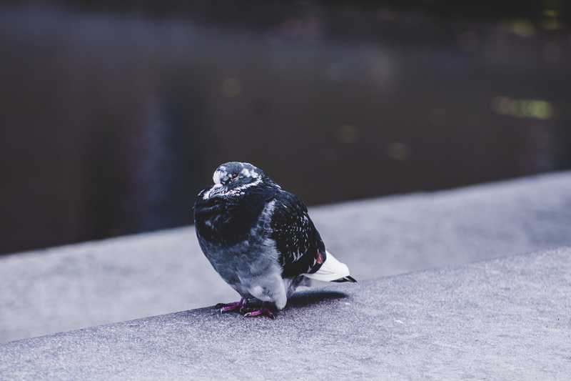 canada, winter, white, perching, photography, day, short, 4K, pigeon, animal wildlife, feather, ledge, solitude, one animal, nature, animals in the wild