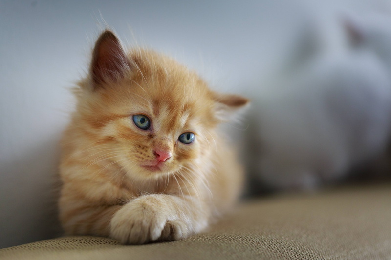 young, pet, furry, kitten, cat, sad, cute, small, sweet, 4K