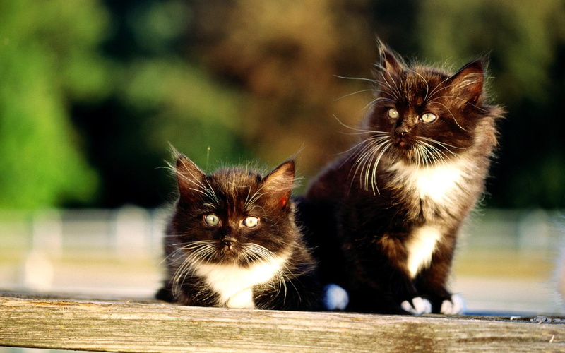 animals, kitten, black kittens, sweet, cute, cats, black, beautiful, 1080P, white, cat, coated, medium, kittens, kitty, adorable