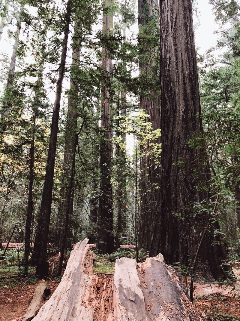 2K, wood, high, no people, tranquility, redwoods, tranquil scene, low angle view, day, green, tree trunk, tree, land, nature, trunk, fallen, united states