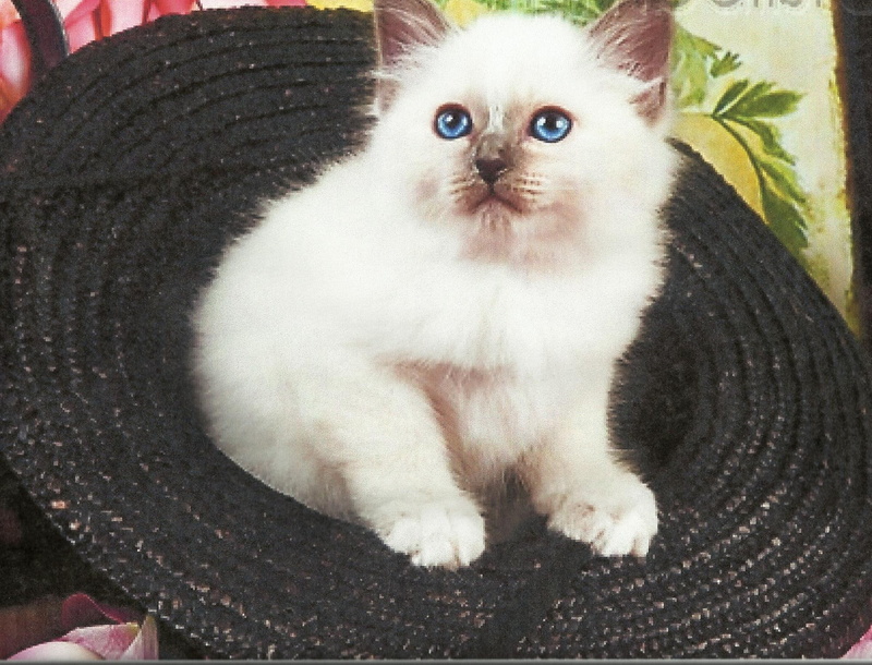 feline, cute, 1080P, hat, straw, birdman, kitten, animals, birman