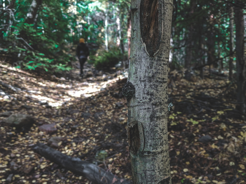 fall, close-up, growth, tree trunk, leaves, selective focus, hiking, scenics - nature, trunk, day, 2K, tranquility, trail, autumn, colorado, tree, united states