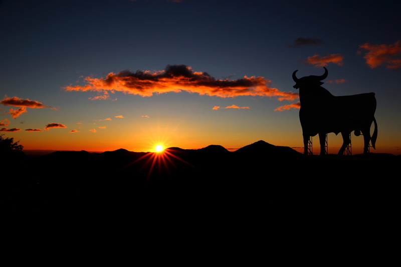animal, one animal, domestic, spain, buffalo, ground, outdoors, sunset, summer, domestic animals, silhouette, animal wildlife, livestock, animal themes