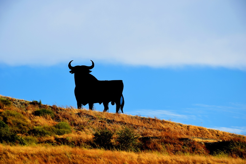 osborne, spain, no people, horned, environment, looking, mammal, vertebrate, cloud - sky, landscape, grass, land, cattle, meadow, cow, blue, one animal