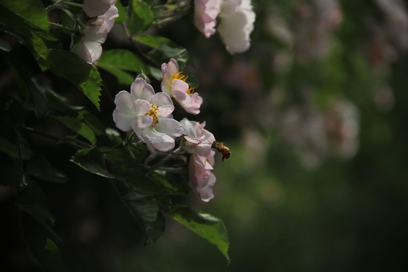 dough, plant part, growth, original, bee, pollen, film, 5K, freshness, no people, vulnerability, white color, day, outdoors, flowering plant, springtime