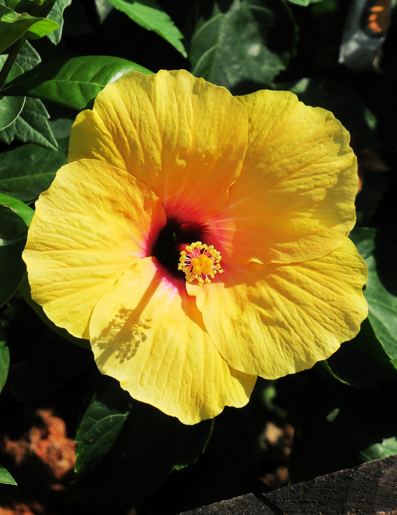 vulnerability, the original film, close-up, pollen, flower, beautiful, outdoors, 2K, freshness, petal, inflorescence, hibiscus, plant, yellow, growth