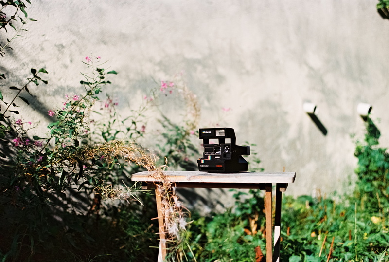 leaves, summer, plant, green Color, bush, nature, wooden, polaroid, 4K, rural Scene, bench, wall, old, table, springtime, instagram, rustic, film, leaf