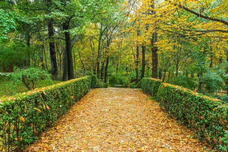 plant, autumn forest, brown, growth, green color, woodland, lawn, yellow, change, leaves, garden, lush, walk, non-urban scene, no people, madrid, route