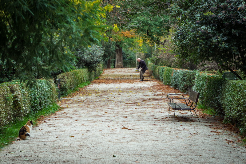 men, 4K, leisure activity, yellow, rear view, green, dried leaves, colors, women, lawn, path, direction, beauty in nature, green color, park, walk, vegetation