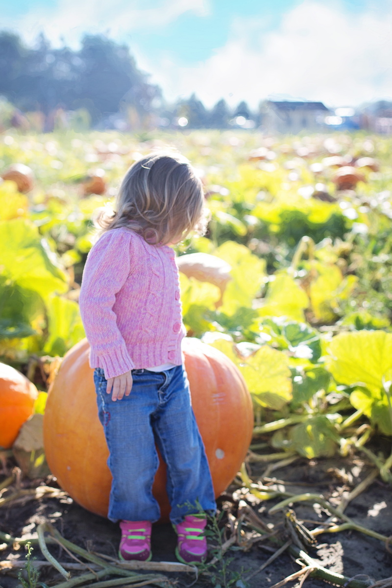 girls, october, child, pumpkin patch, giant pumpkins, crop, autumn, fall, day, innocence, outdoors, farm, harvest, blond hair, plant, girl, 4K, sitting