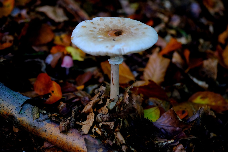 colorful, in the forest, leaf, october, yellow leaves, ground, mushroom family, brown, hardwood floor, selective focus, land, small mushrooms, close-up