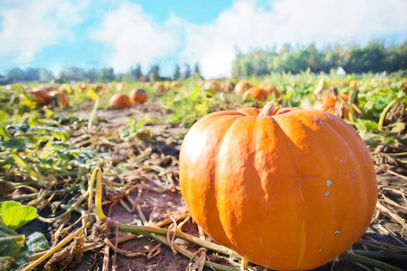 ripe, pumpkin patch, farm, growth, organic, 5K, outdoors, food, halloween, crop, vegetable, nature, healthy eating, season, orange, giant pumpkins, harvest