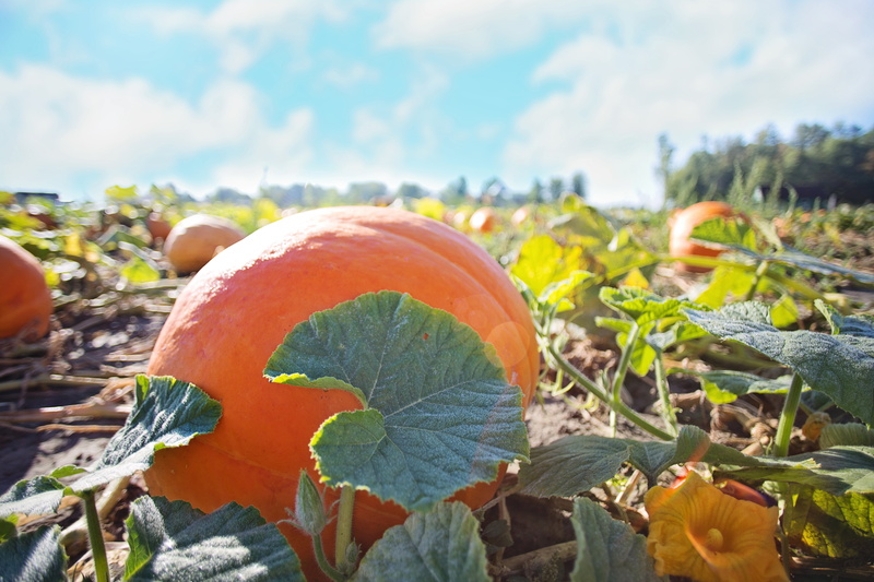 plant part, agriculture, food, pumpkin, orange Color, orange, focus on foreground, fall, no people, beauty in nature, outdoors, food and drink, pumpkin patch