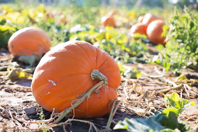 day, close-up, growth, harvest, pumpkin patch, agriculture, field, nature, pumpkin, crop, vegetarian food, farm, fall, season, 5K, giant pumpkins, outdoors