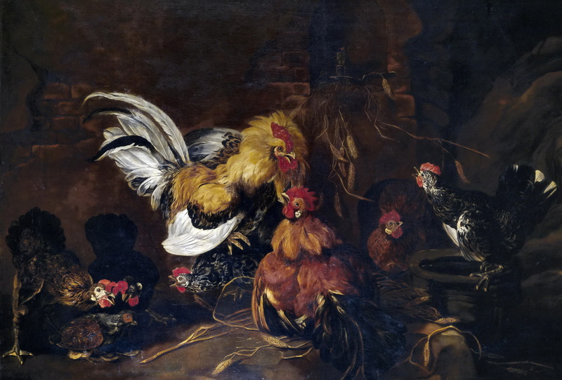 birds, 1080P, genre, Ian Faith, life, picture, Cockfighting