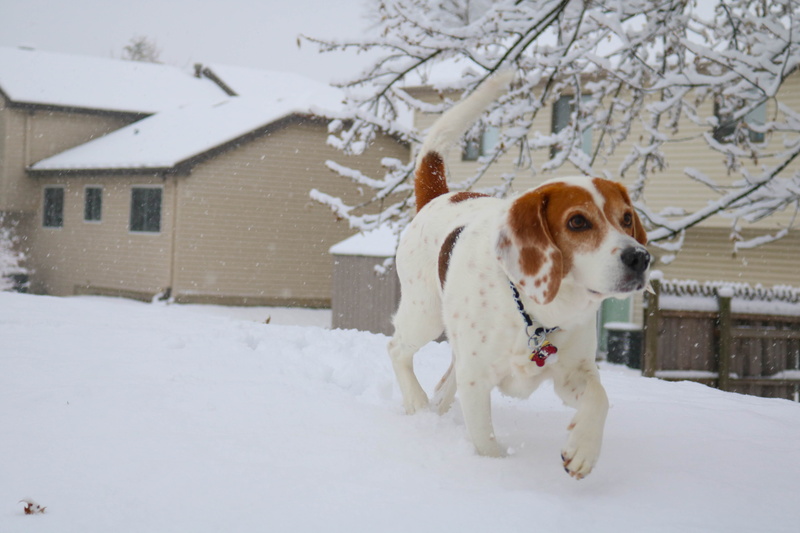 animal, pets, snow, hunting dog, domestic animals, winter, nature, snow dog, purebred dog, one animal, snowflakes, mammal, dog, no people, cold temperature