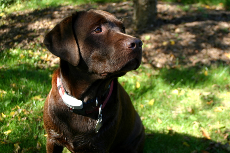 pet, working, no people, grass, portrait, collar, field, animal, focus on foreground, retriever, mammal, vertebrate, domestic animals, one animal, purebred dog
