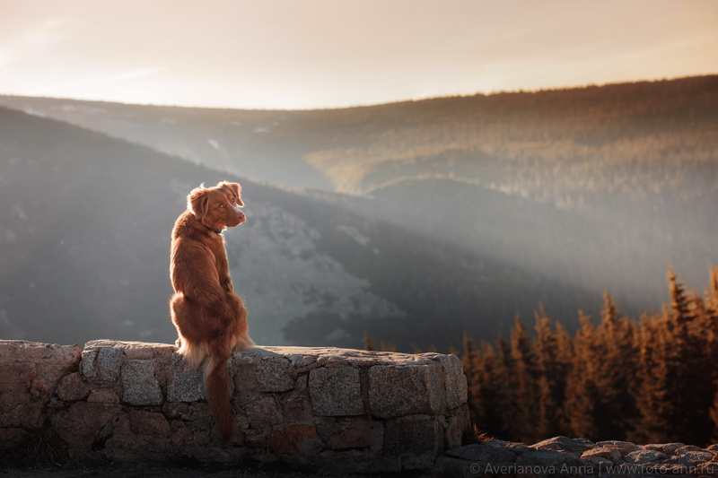 domestic, nature, sitting, domestic animals, one animal, outdoors, animals, pets, Anna Averyanov, canine, beauty in nature, vertebrate, wall, Poland, day