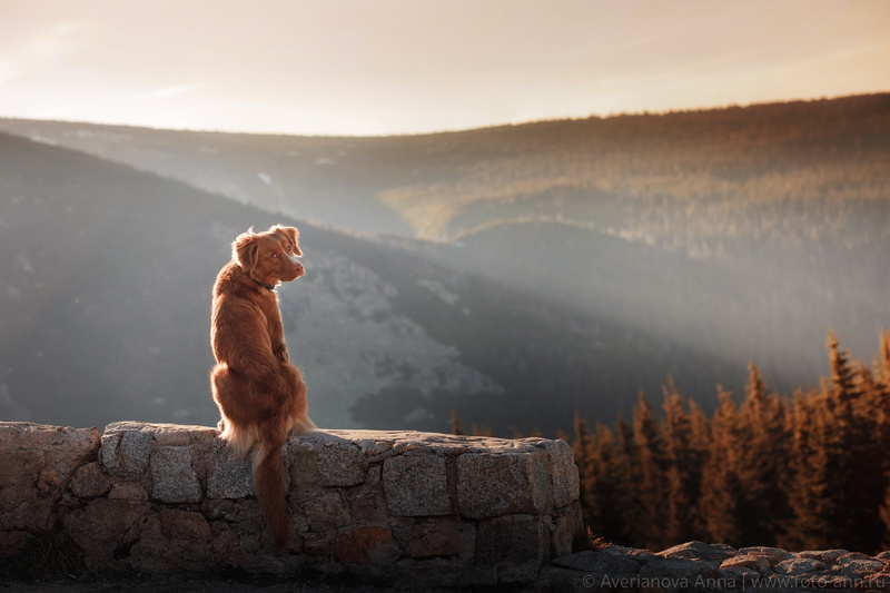 Karkonosze National Park, nature, dog, Poland, animals, Anna Averyanov, 1080P