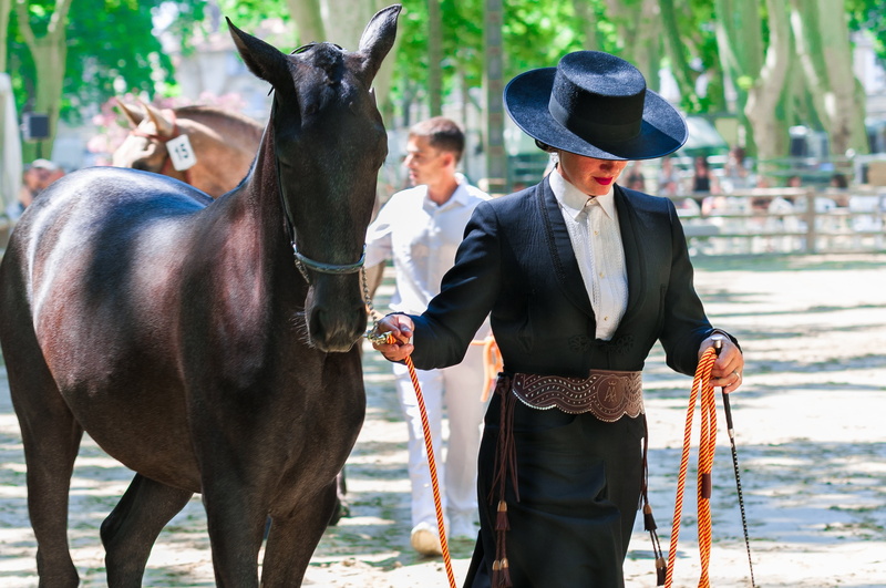 animal wildlife, horse, one person, well-dressed, horseback riding, 2K, adults only, woman, horse show, adult, mammal, equine, brown, people, livestock