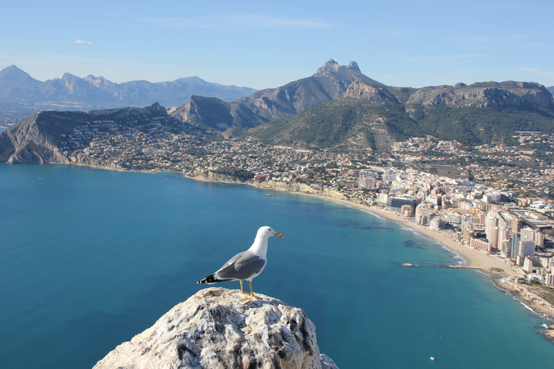 outdoors, architecture, seagul, animals in the wild, calpe, rock, water, black, spain, vertebrate, alicante, day, animal wildlife, formation, sea, built structure