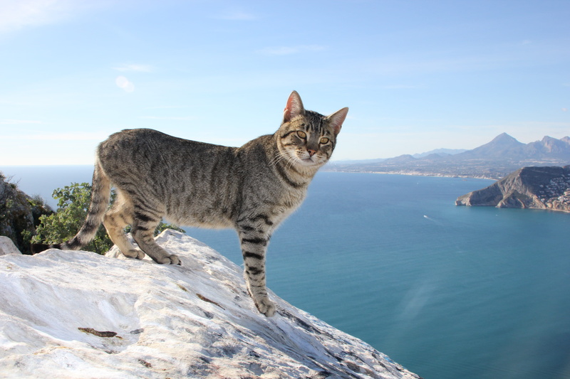 standing, beauty in nature, scenics - nature, pets, 5K, outdoors, day, rock - object, alicante, spain, solid, mammal, daytime, mountain, water, nature