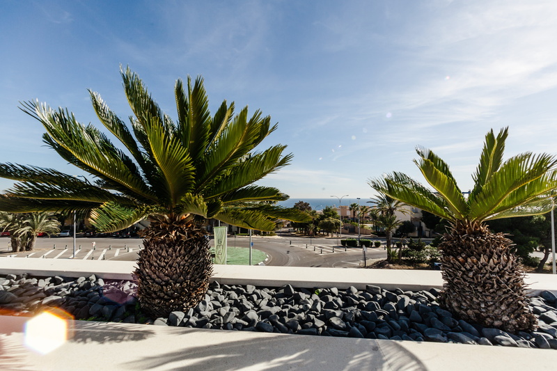 no people, growth, palms, ialicante mediterranean homes, plant, torrevieja, outdoors, mediterranean homes, sunny, palm tree, architecture, tree, luxury homes