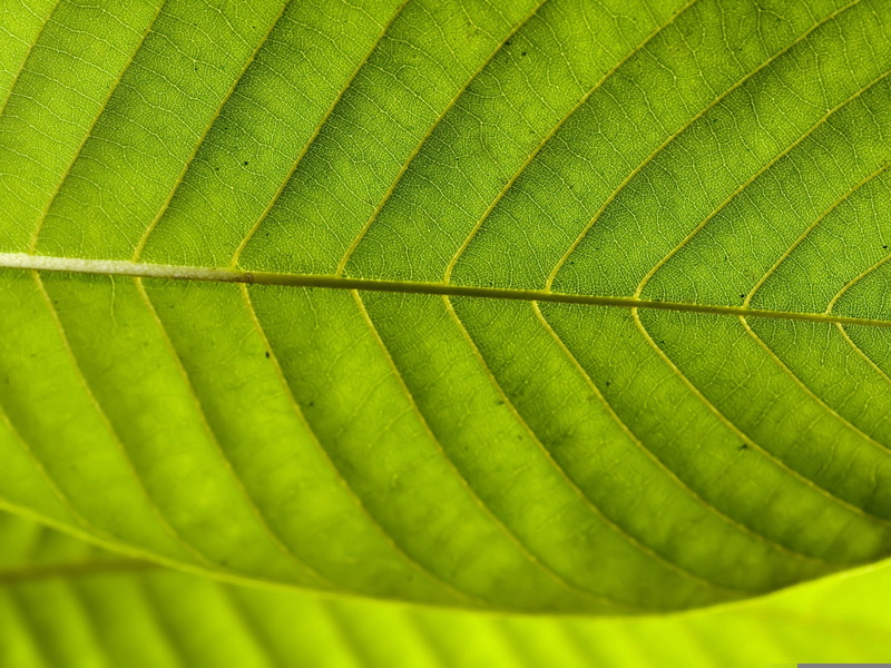 pattern, textured, plant, leaves, plant part, sheet, tree, backgrounds, beauty in nature, leaf vein, fragility, fibres, nature, botany, no people, close-up