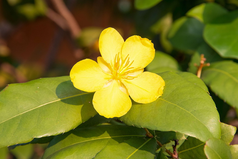 leaf, 4K, plant, plant part, outdoors, beauty in nature, inflorescence, green color, flowering plant, growth, yellow, fragility, close-up, vulnerability