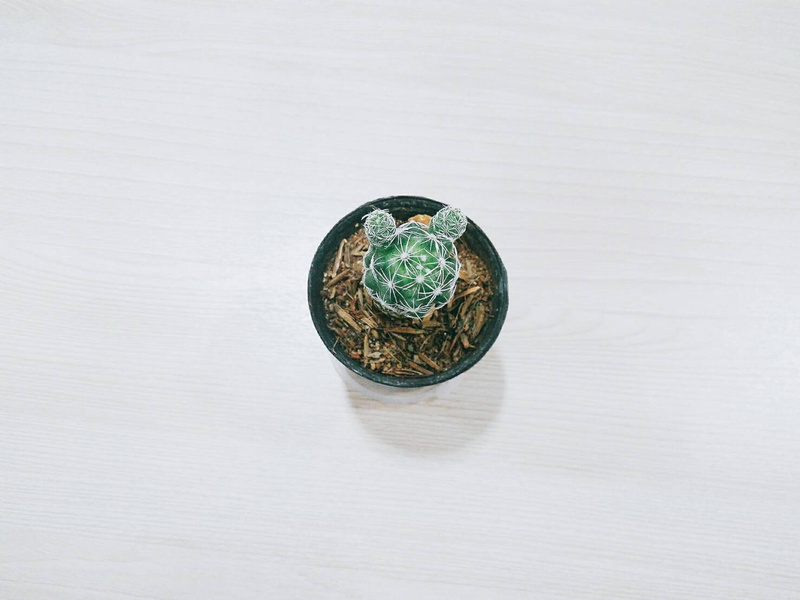 wealth, pot, currency, pattern, high angle view, cactus, indoors, planter, studio shot, jewelry, white, 8K, shape, wood - material, copy space, directly above