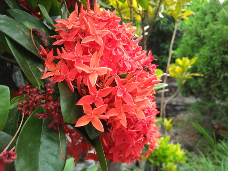 close-up, flower, plant, outdoors, day, no people, 2K, hoa, green color, plant part, flowering plant, beauty in nature, focus on foreground, leaf, fragility