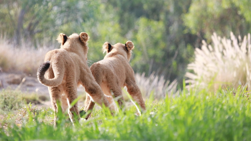 running, the cubs, the game, chase, cubs, 1080P, pair, wild cats