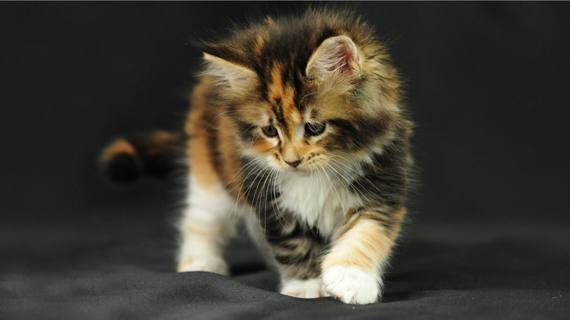 calico, animals, 1080P, trouble, looking, cats, kitten, playing