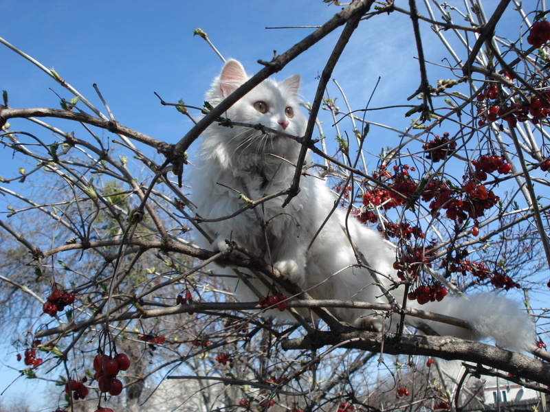 animals in the wild, branches, precarious, cat, animal, no people, white cat, escape, trouble, bird, tree, outdoors, white, animal wildlife, one animal